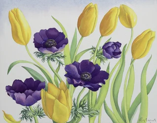 Tulpen und Anemonen